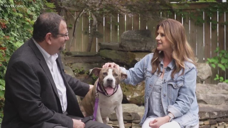 Dog Named After The Little Rock Street Where He Was Found Abandoned King5 Com