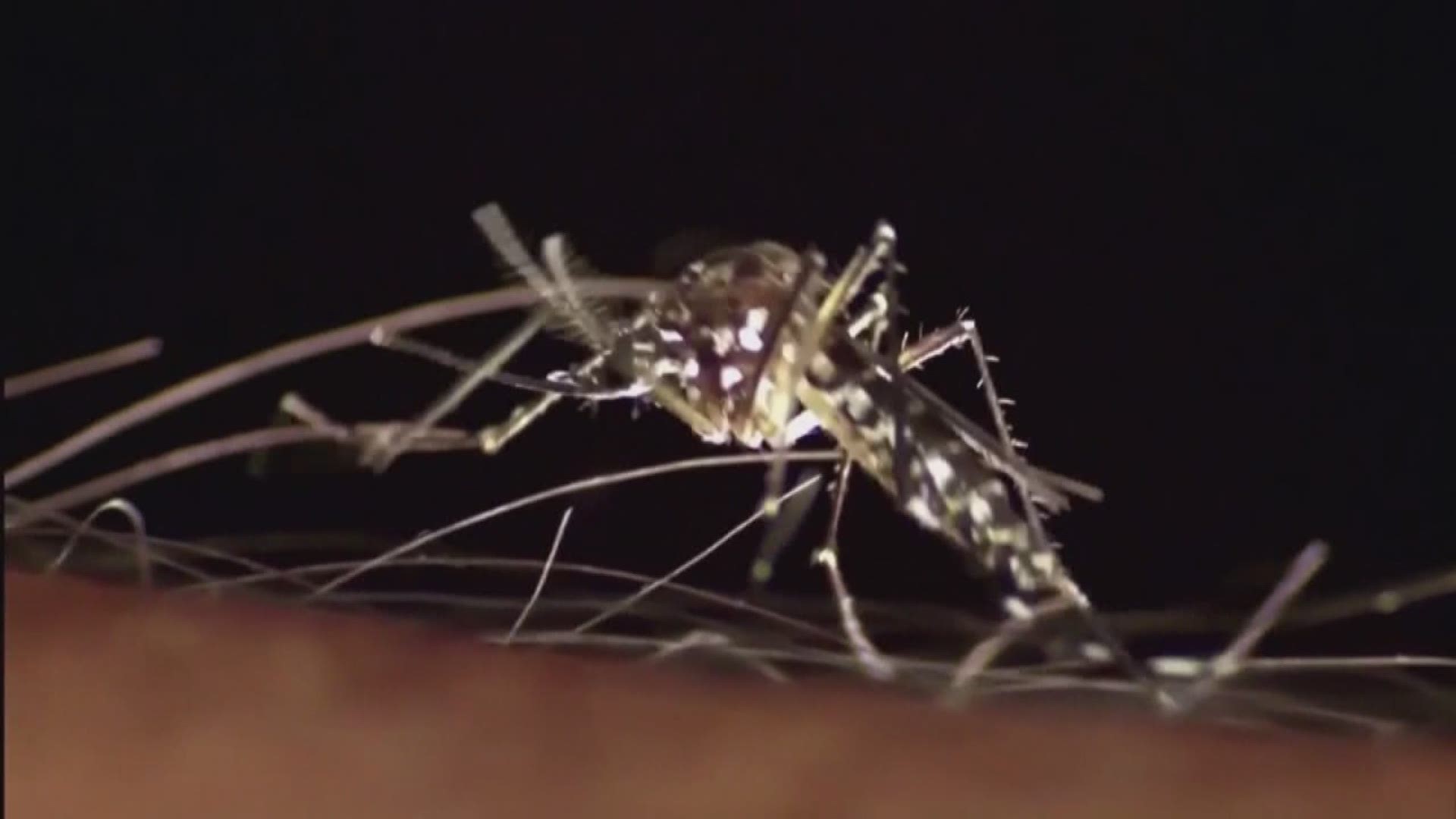 VERIFY Do Mosquitoes Prefer Certain People King5