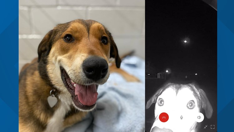 Doorbell cam records dog attacking Texas mom, toddler