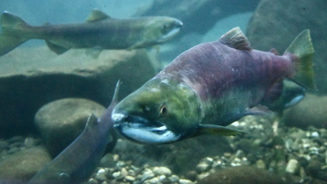 Plan to restore salmon populations receives $208 million - Vimarsana News