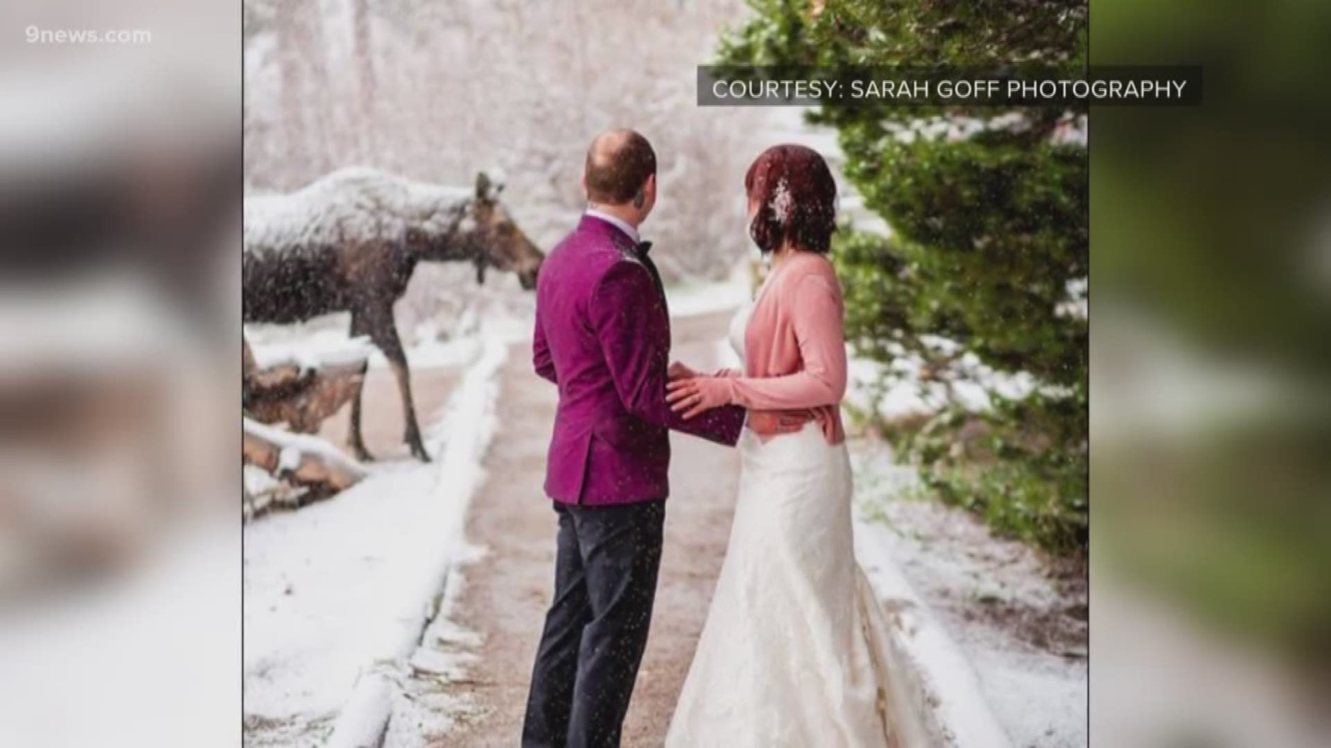 The couple from Illinois, who had come to Colorado to elope, had never seen a moose before.