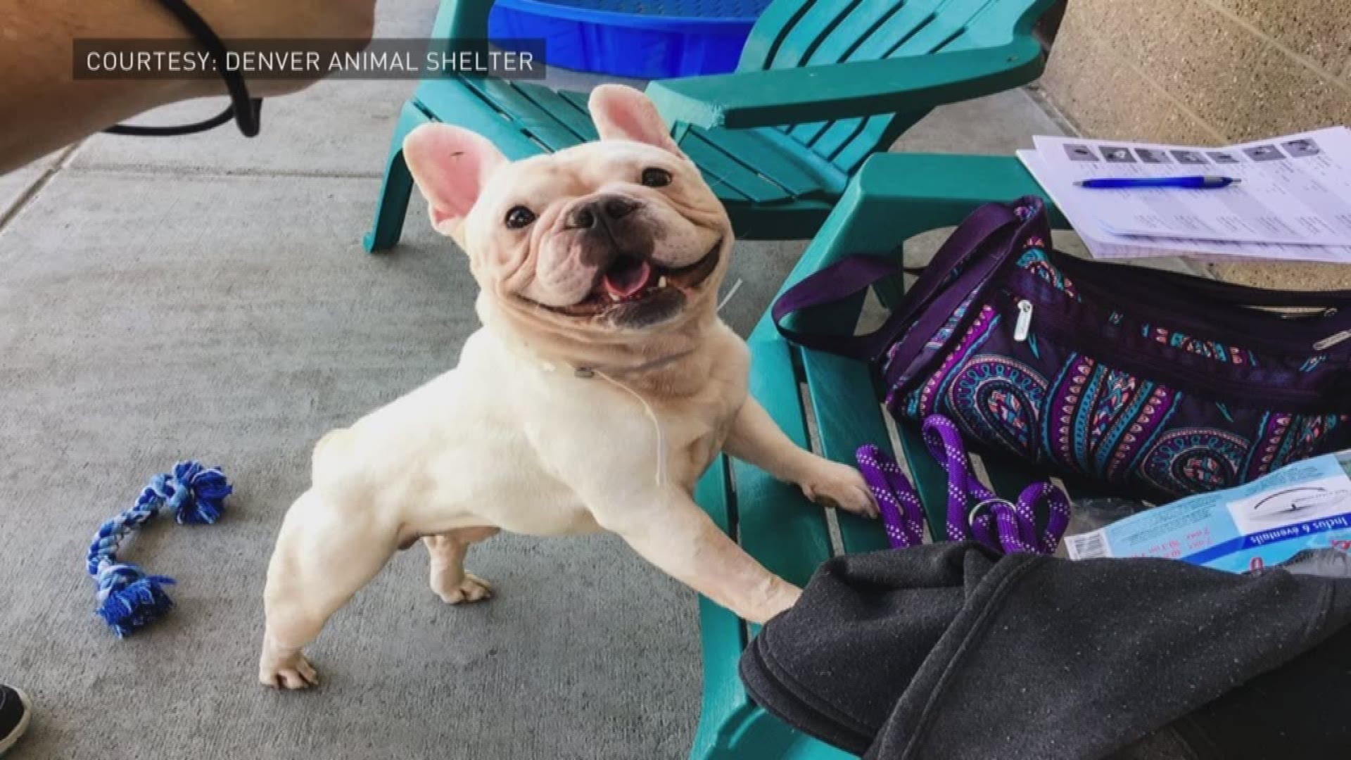 dog shelter french bulldog