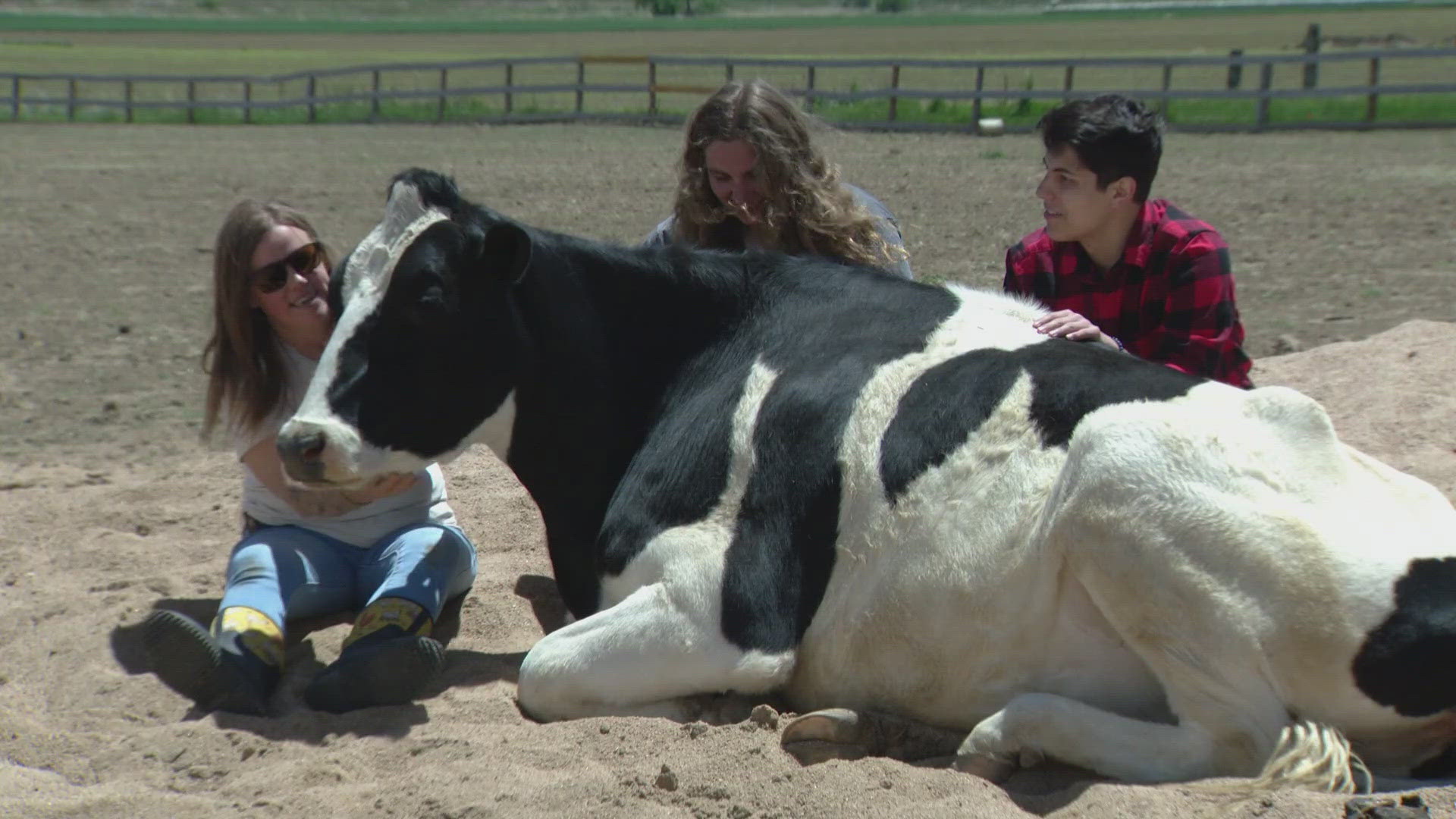 Luvin' Arms Animal Sanctuary launched its Cow Cuddle Experience last summer but has seen a dramatic increase in interest this summer, according to Lanette Cook.