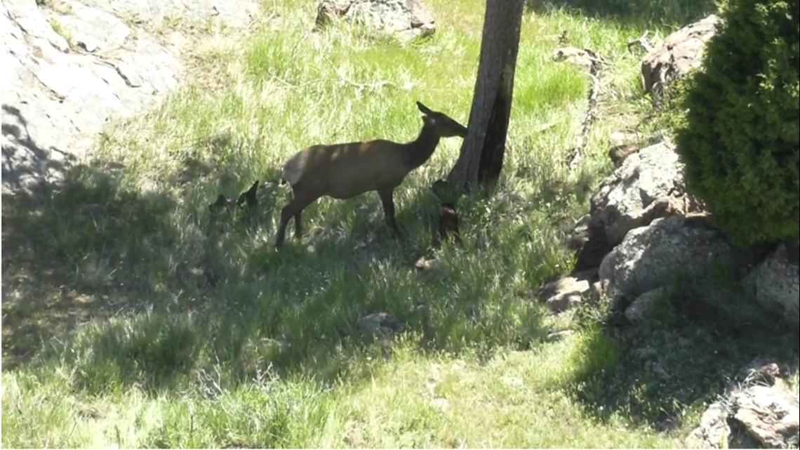 watch-live-pregnant-elk-on-colorado-s-lookout-mountain-king5