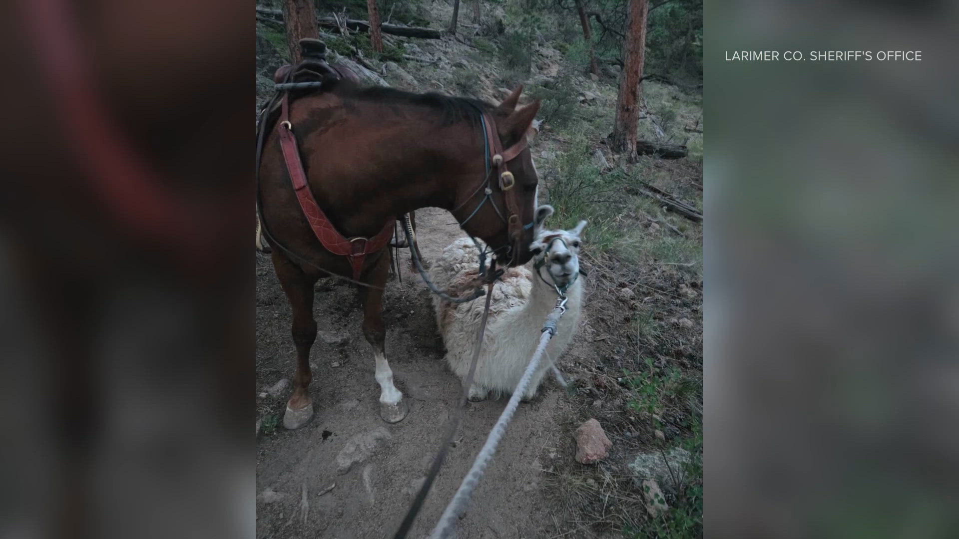 Abandoned llama not interested in being rescued on Colorado trail ...
