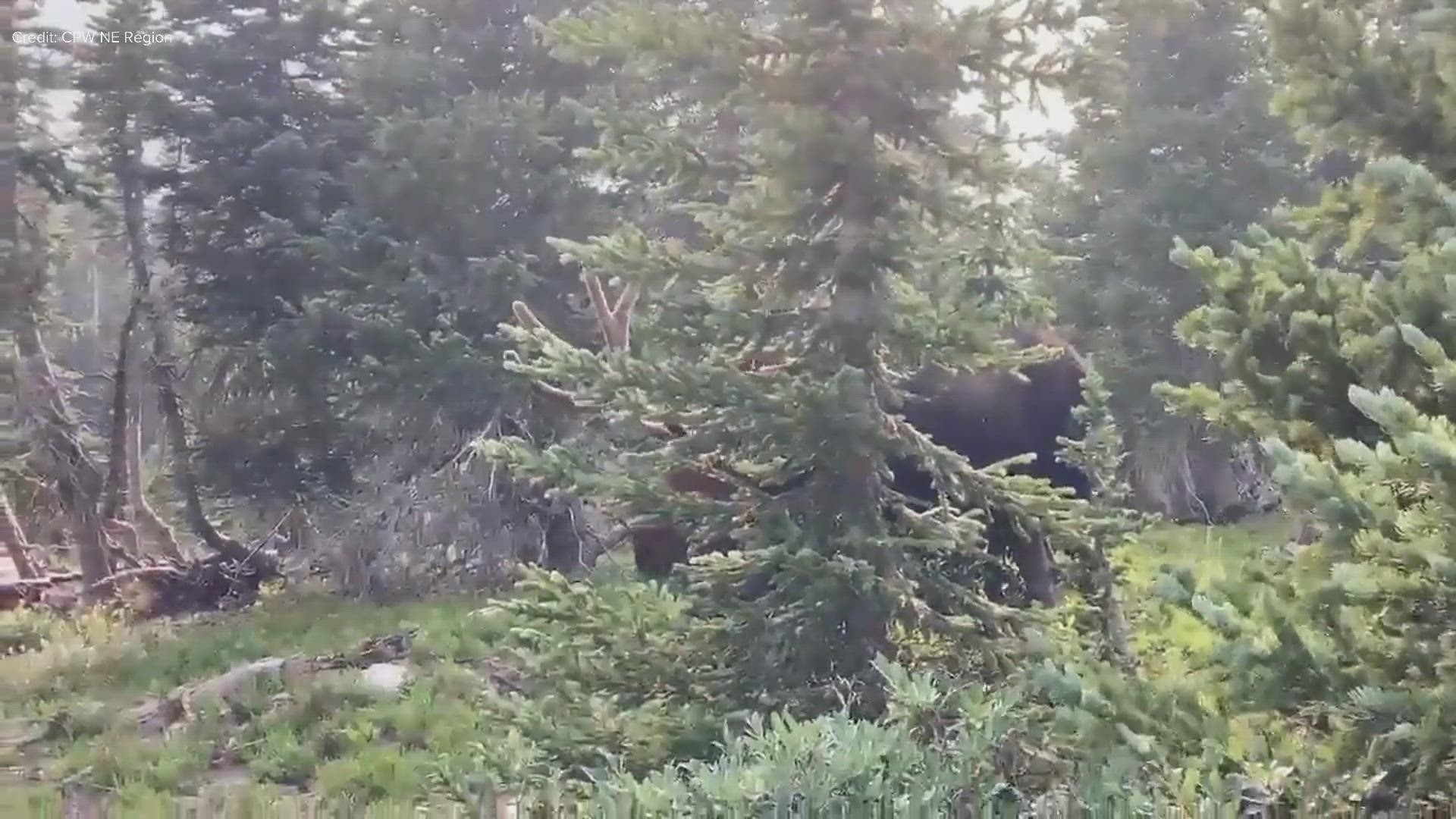 Colorado Parks and Wildlife Northeast got a video from a person in Clear Creek County who came upon a bull moose heading toward a lake that charged at them.
