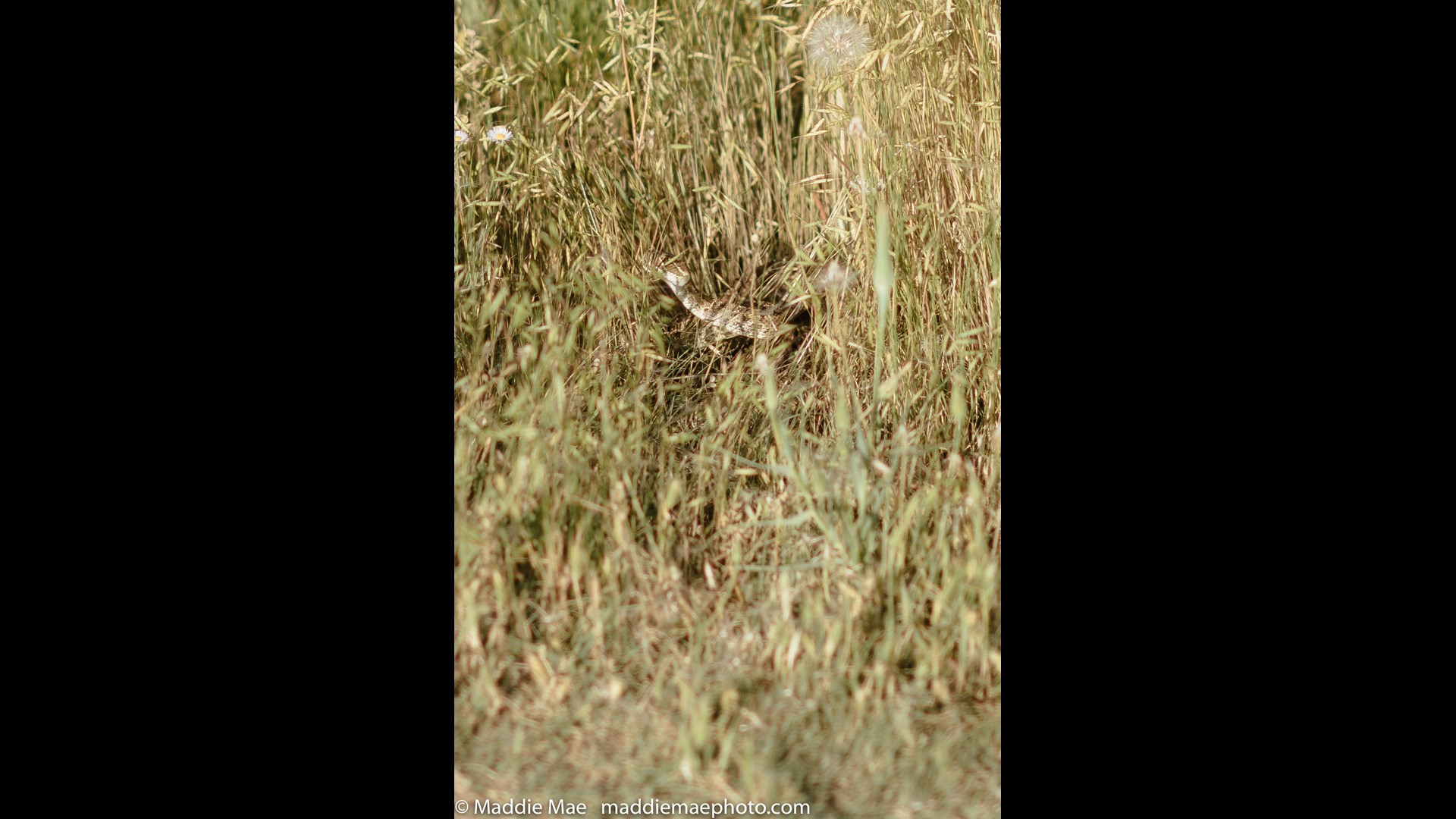 Wedding photographer captures aftermath of Fort Collins groom bit by