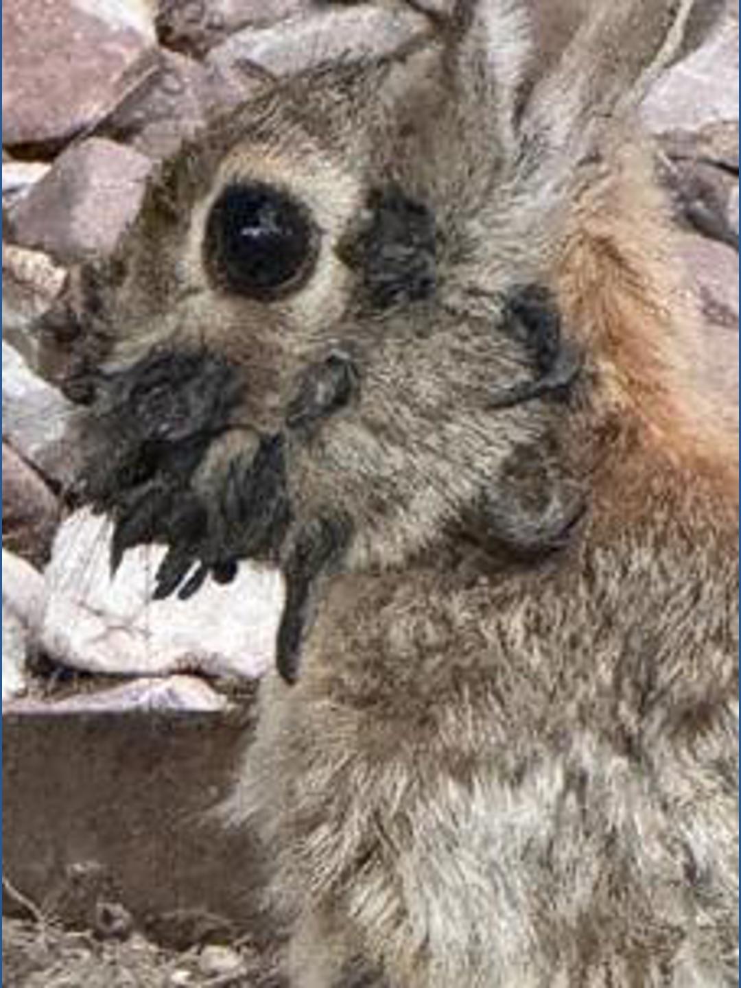 Colorado rabbits show bizarre' 'tentacle' growths on their heads ...