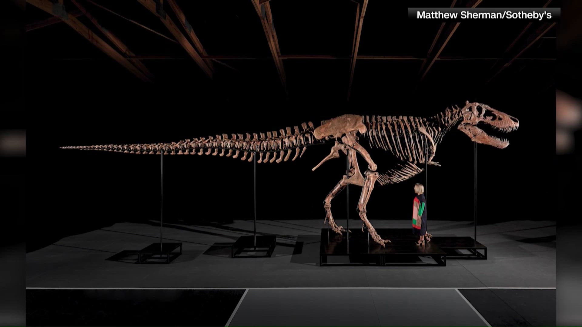 Mystery bidder buys T. rex nicknamed 'Gus' for record $50 million ...