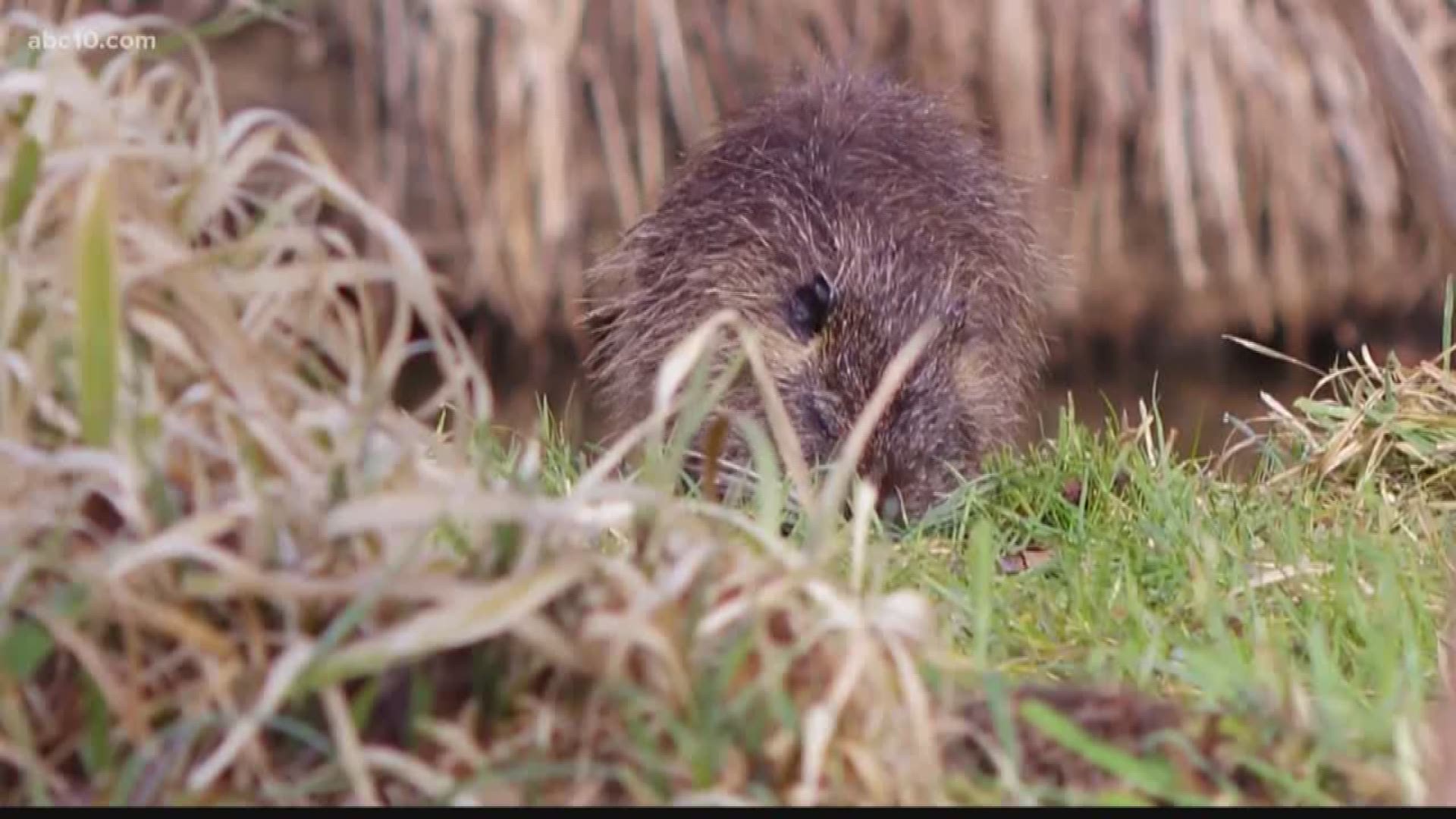 A giant rodent is mysteriously making a comeback in the San Joaquin Valley.