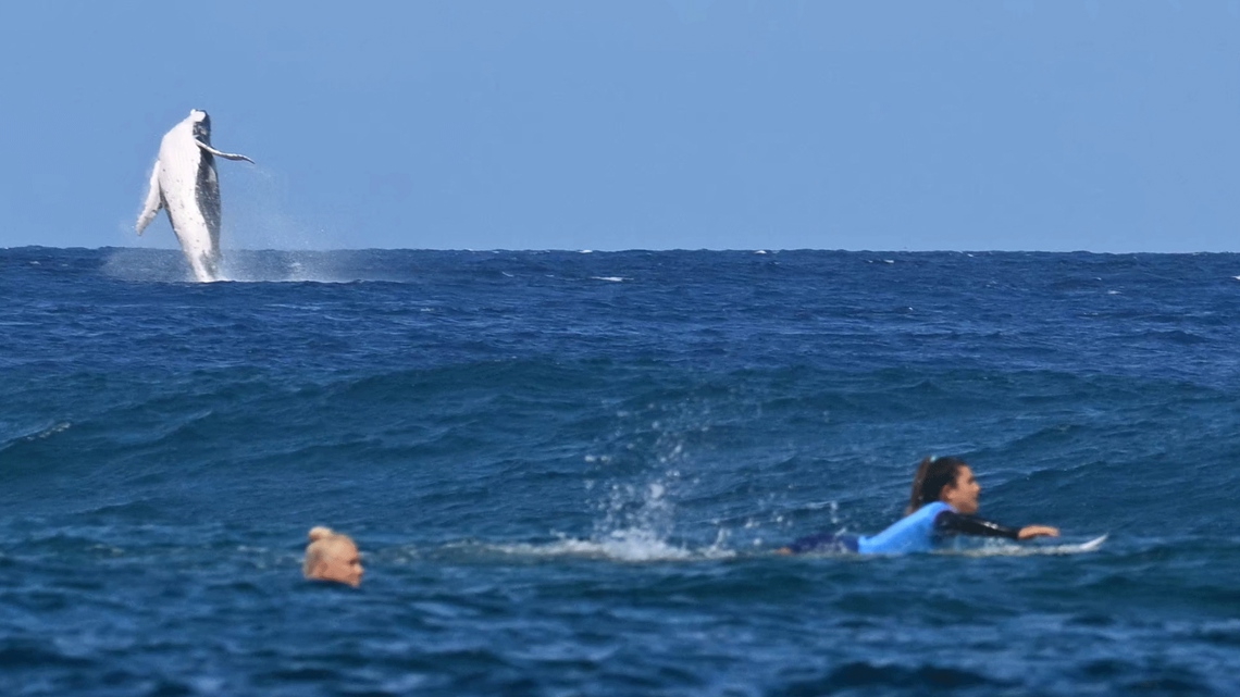 VIDEO Whale leaps out of water near Olympic surfers