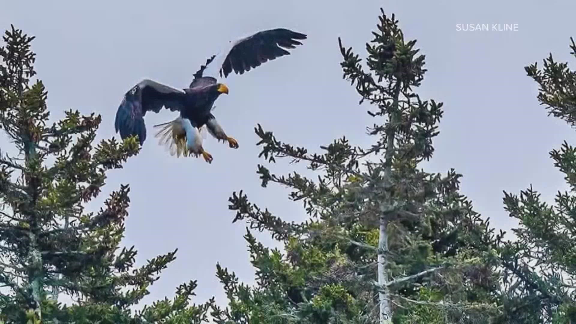 Bird expert Dan Gardoqui explains why the Steller's Sea Eagle might be in Maine and where else it has been spotted this year in North America.