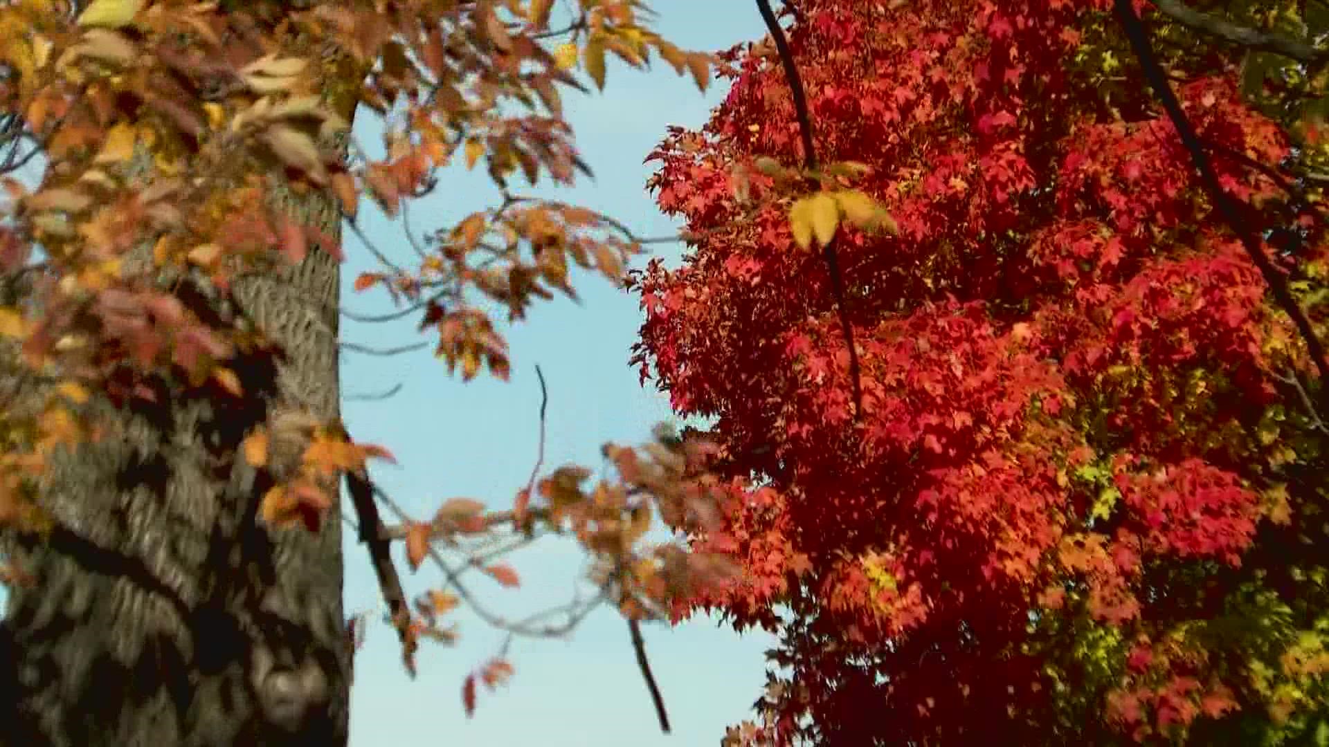 Why you don't need to rake your leaves this fall - The Washington Post