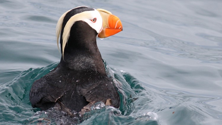 'Mind-blowingly rare' tufted puffin spotted along Maine coast