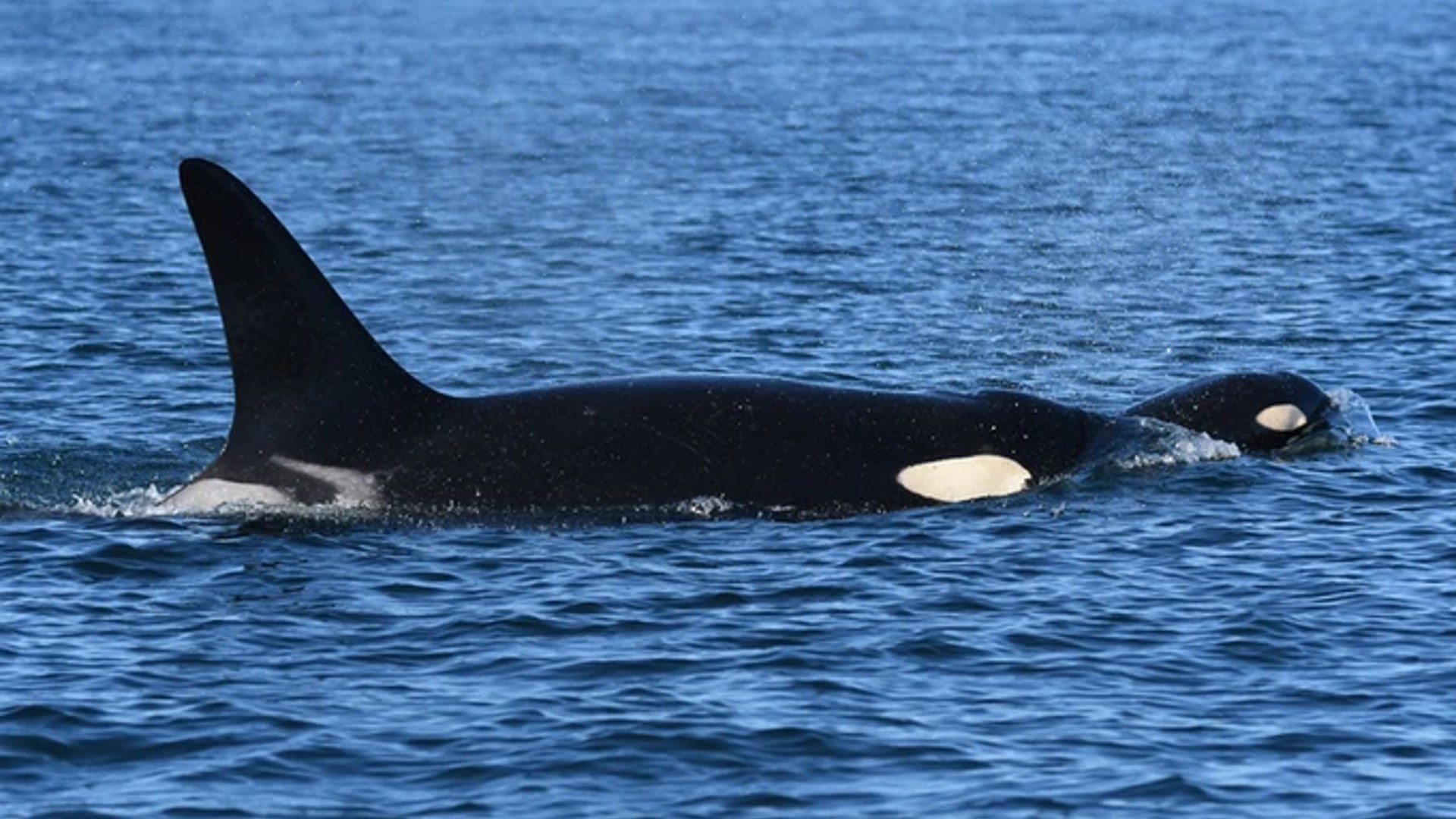 Legislation protecting Southern Resident orcas passes Senate | king5.com
