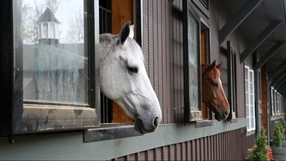 Airbnb for horses? New online platform helps equestrians rent stalls