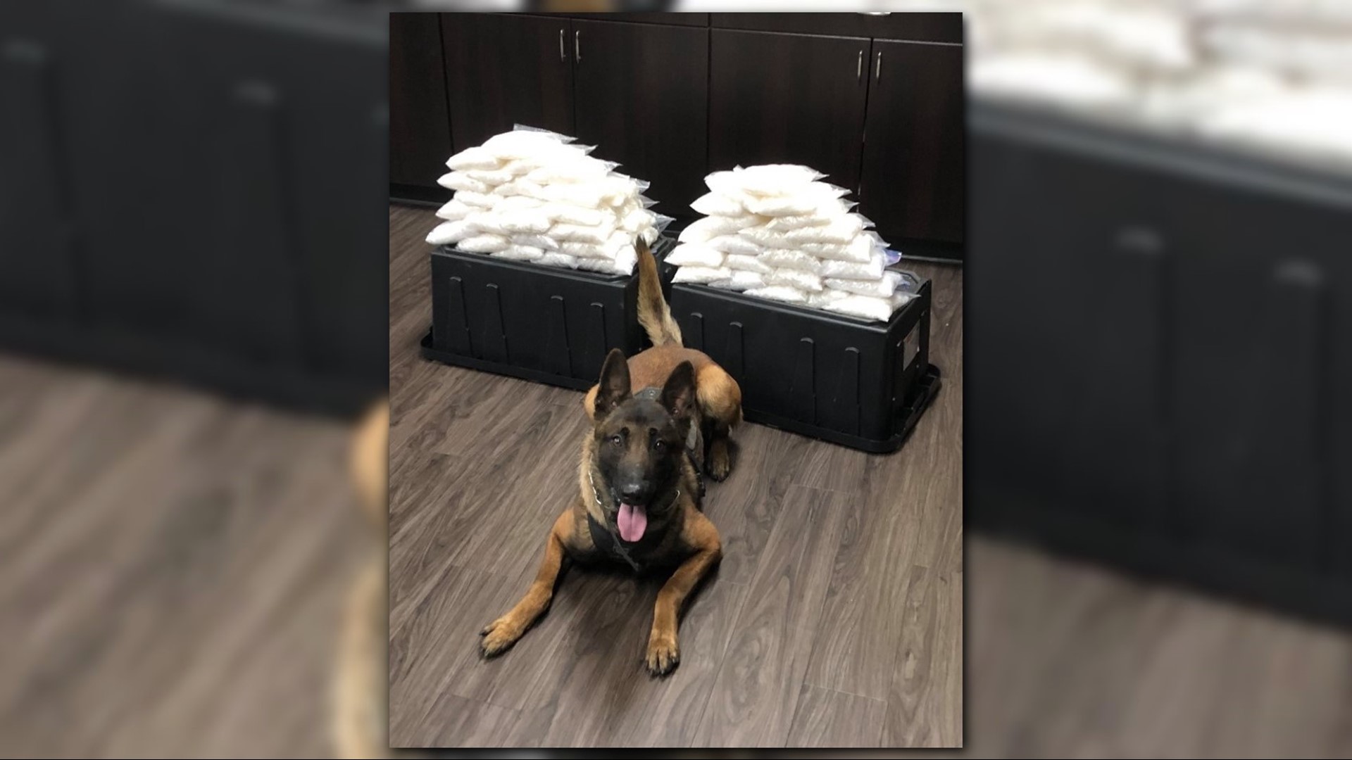 Rookie police dog finds 60 pounds of meth during first bust | king5.com