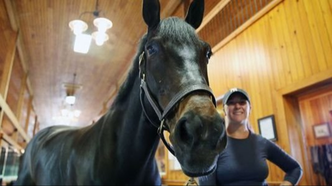 Airbnb for horses? New online platform helps equestrians rent stalls