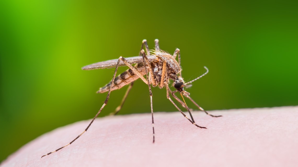VERIFY: Are mosquitoes really the deadliest animals on earth? 