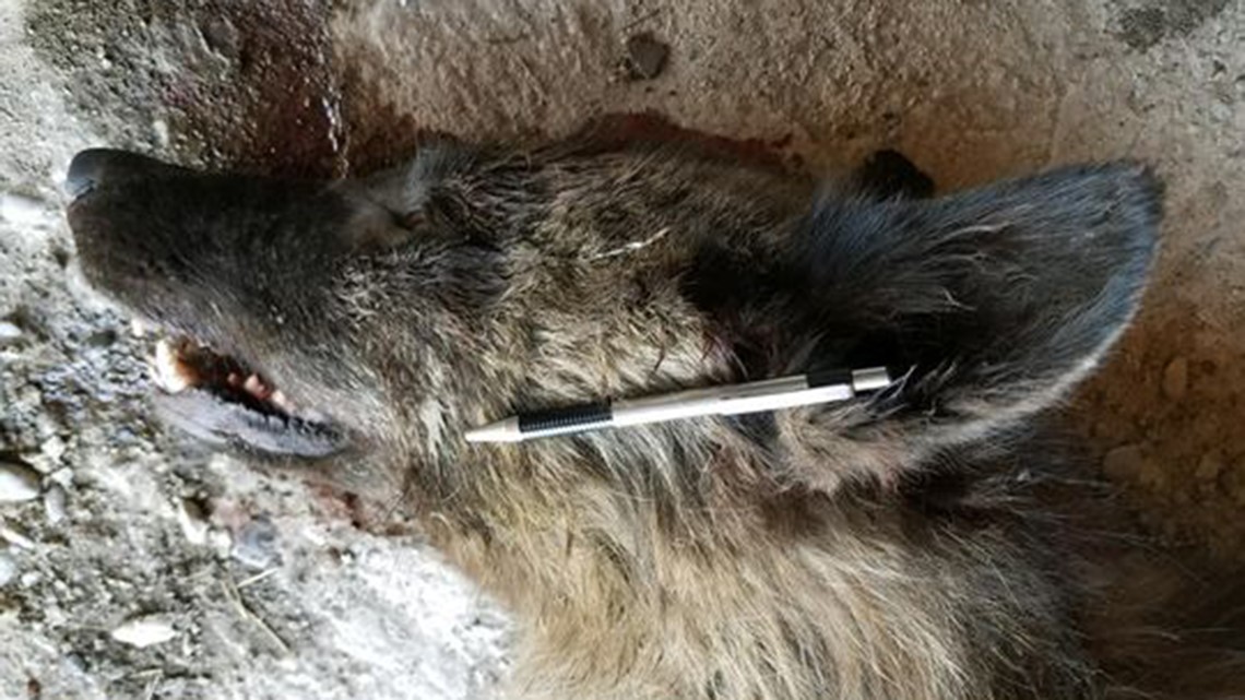DNA results back on mysterious wolf-like creature killed in Montana |  