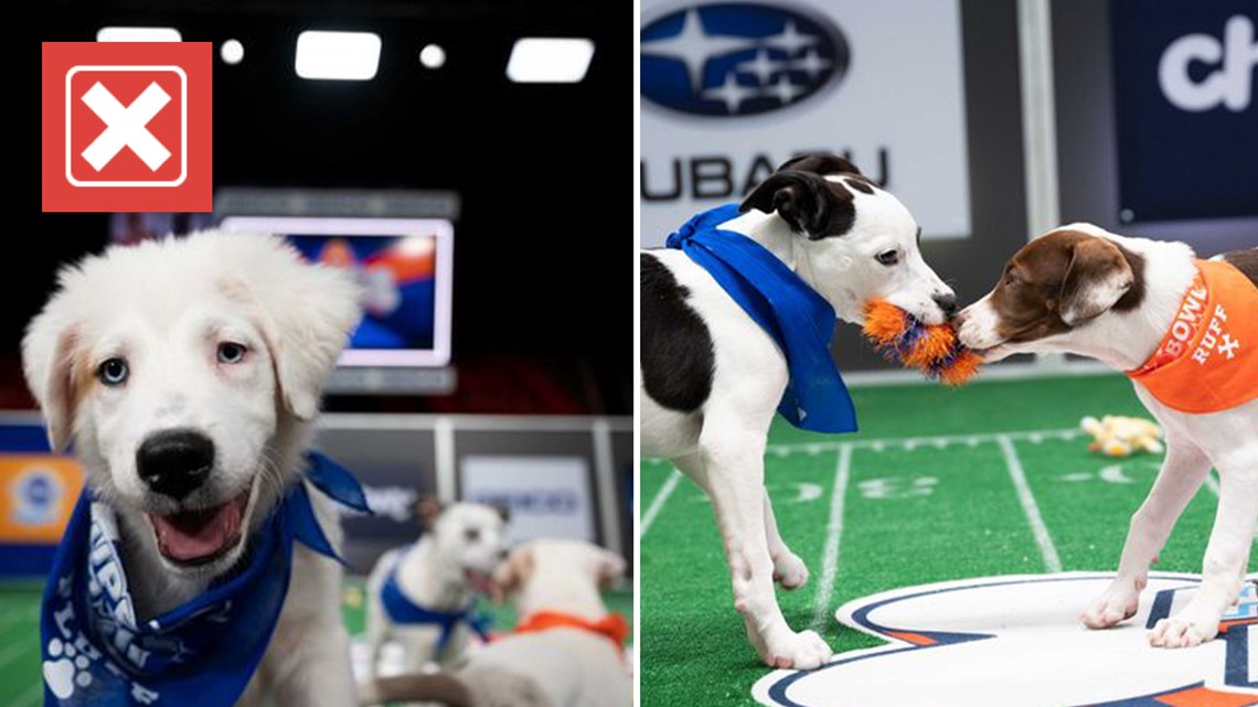 Puppy Bowl 2024 is not a live event like Super Bowl LVIII - Vimarsana News