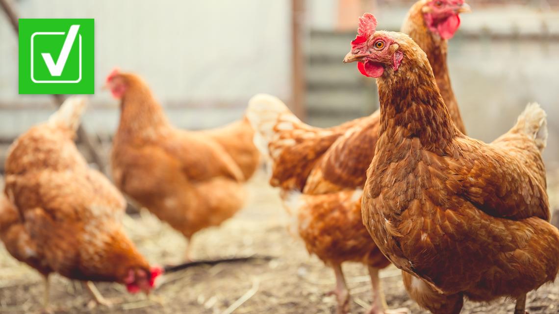 Can humans get bird flu? | king5.com - Vimarsana News