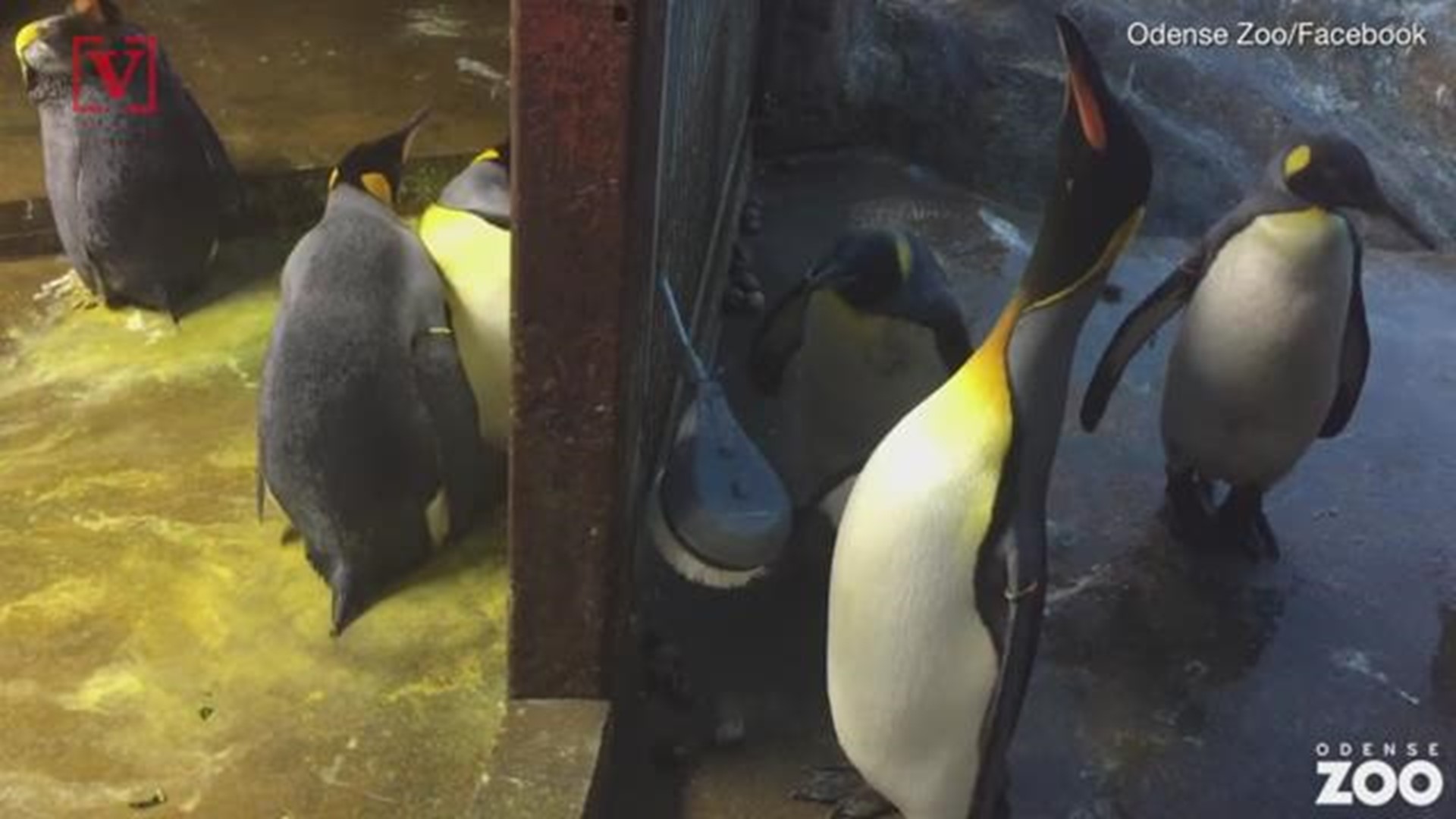 Gay Penguins Kidnap Chick From Parents At Denmark Zoo King5 Com