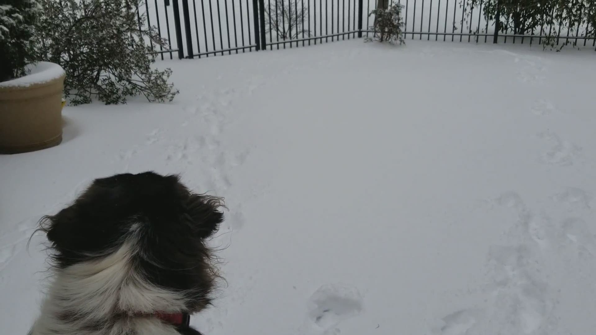 Alex is a Great Pyrenees and Boarder Collie mix. Can you tell? - Memphis
Credit: Maria Hubbard