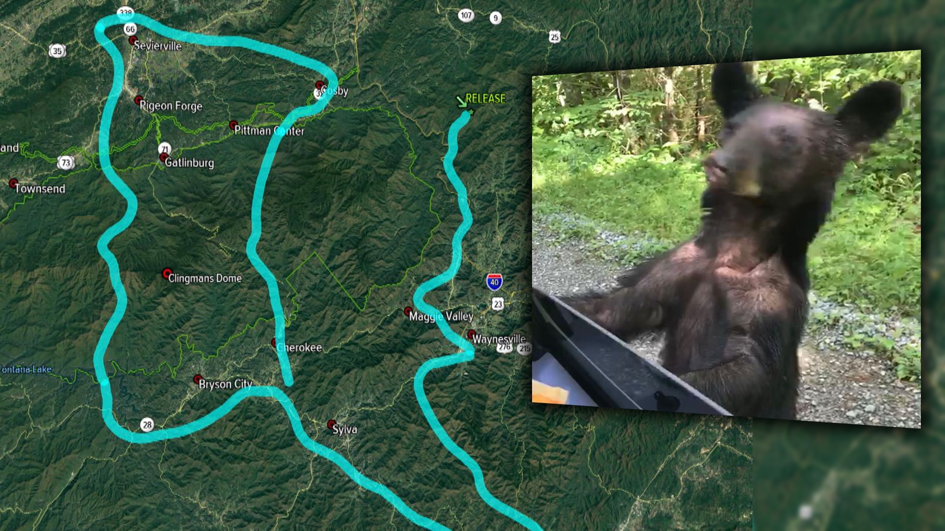 Researchers are getting a head start on a big project to track what happens to bears relocated from the Smokies to national forests.