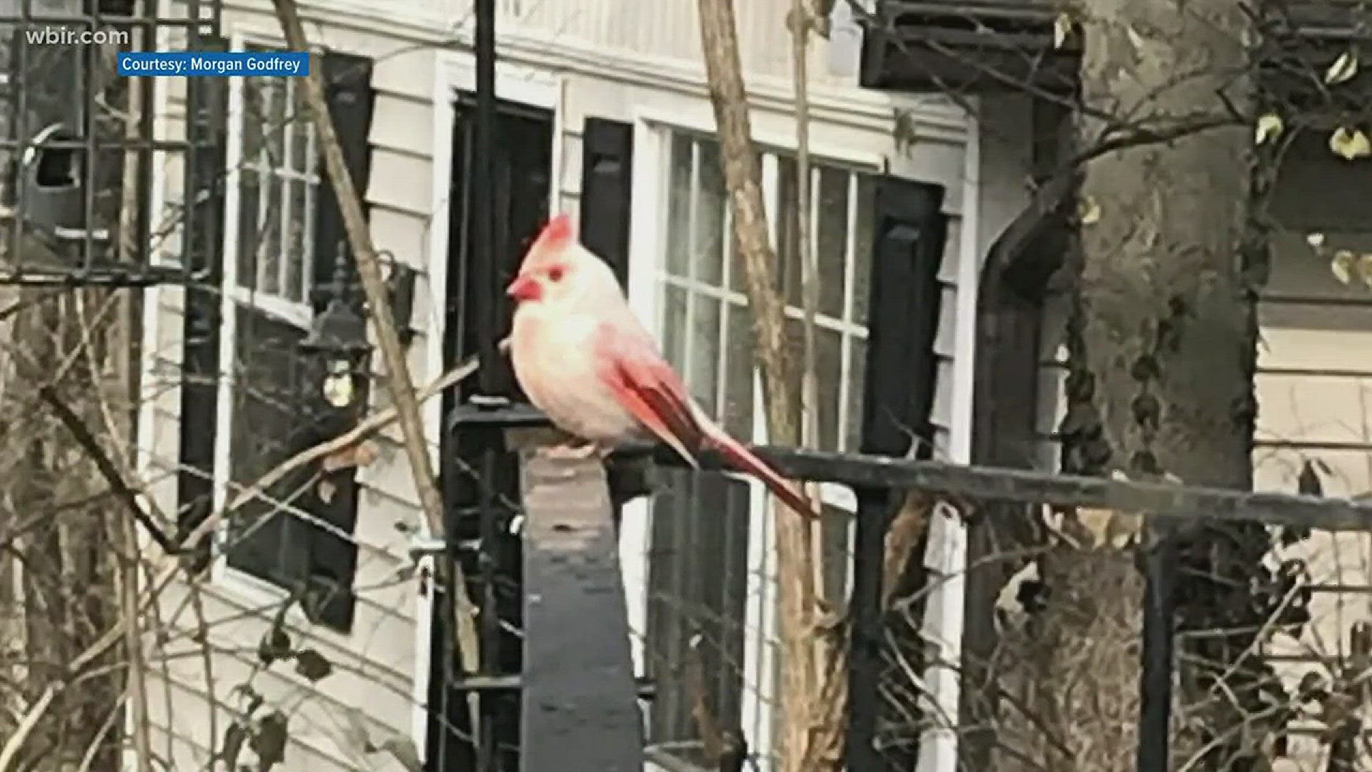 White cardinal spotted in Knoxville adds to colorful bird tales