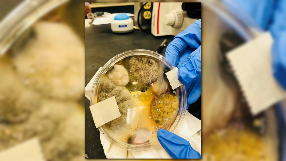 VERIFY Do hand dryers blow dirty air?