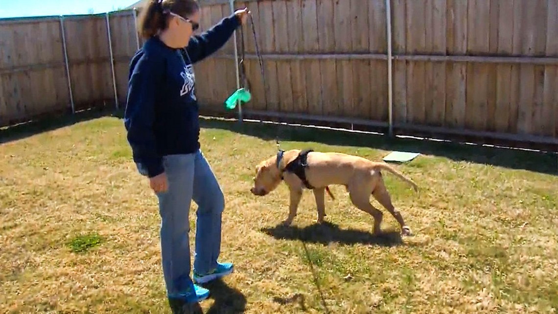 Abused dog makes progress with high-tech care | king5.com