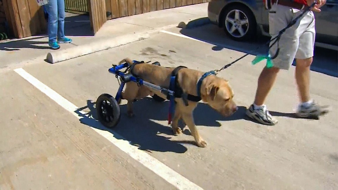 Abused dog makes progress with high-tech care | king5.com