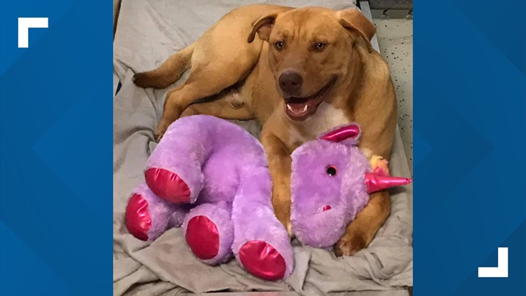 Stray dog who kept stealing purple unicorn from Dollar General finds forever home
