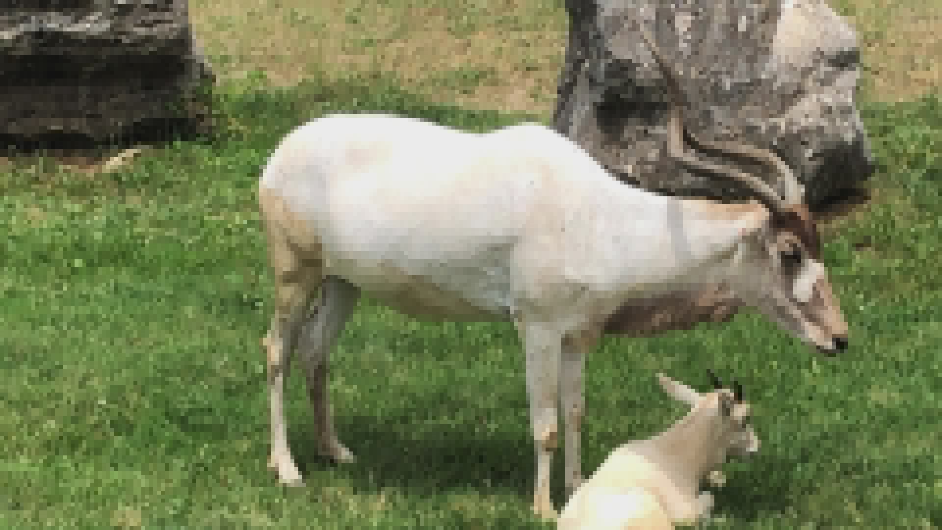 Zoo Live allows you to experience animal encounters at home | king5.com