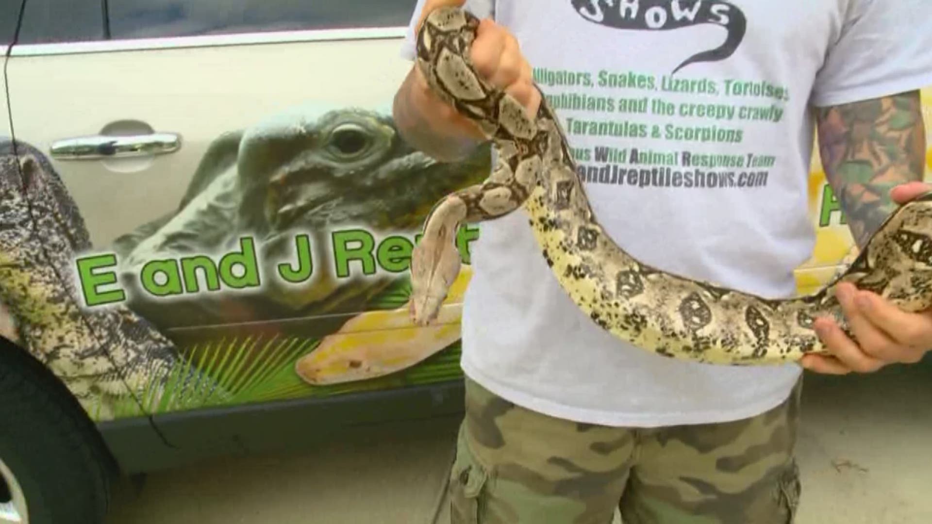 Sheffield Lake woman describes being attacked by pet boa