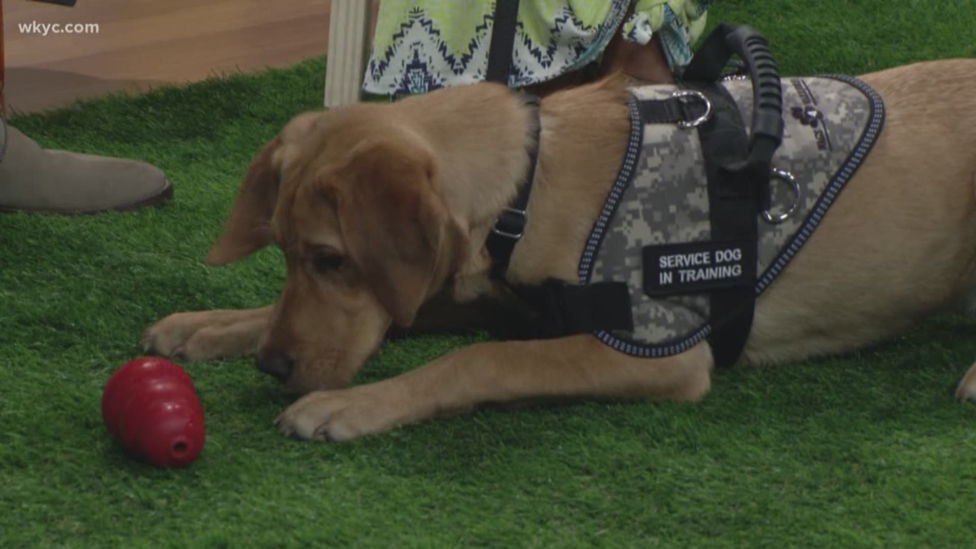 in training dog vest