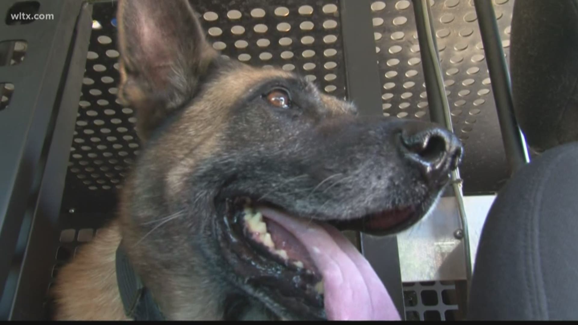 Deputy Tasers own K-9 after it bites cow during burglary call 