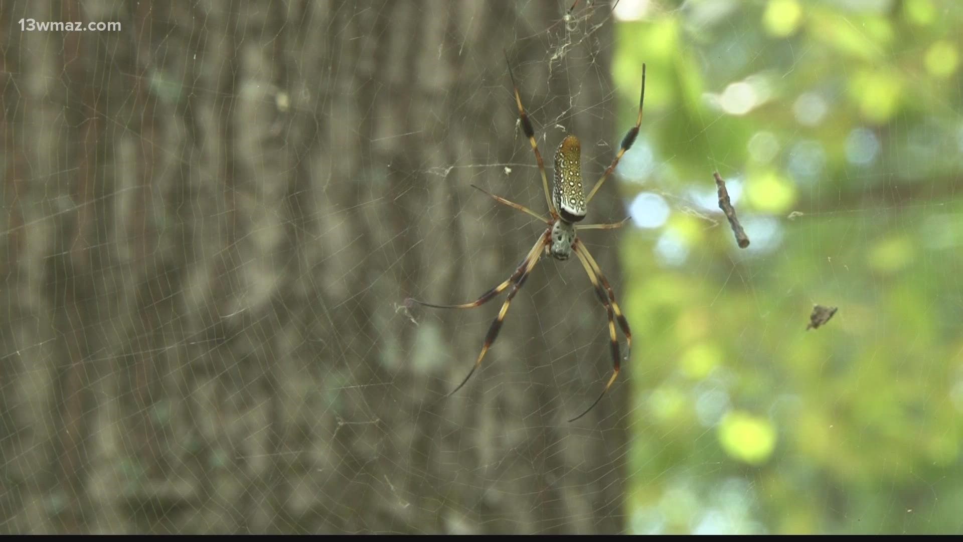 Here's what experts think about invasive Joro spiders | king5.com