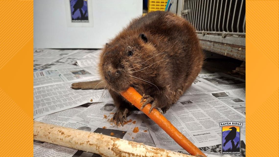 Lancaster County beaver survives shooting, finds sanctuary | king5.com