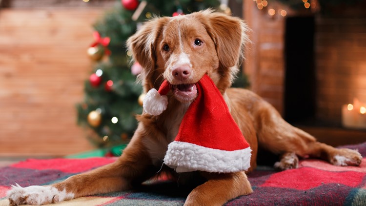 ever Christmas song for dogs 
