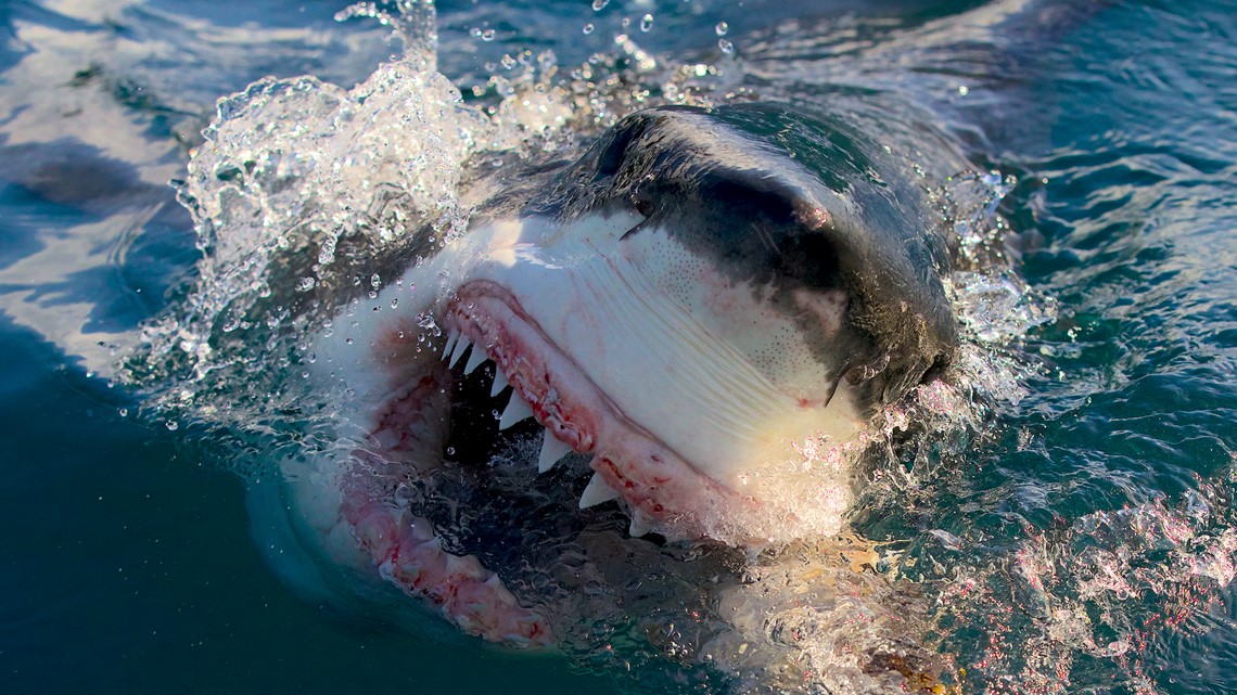 'Cocaine Sharks' to be featured during this year's 'Shark Week' - Vimarsana News