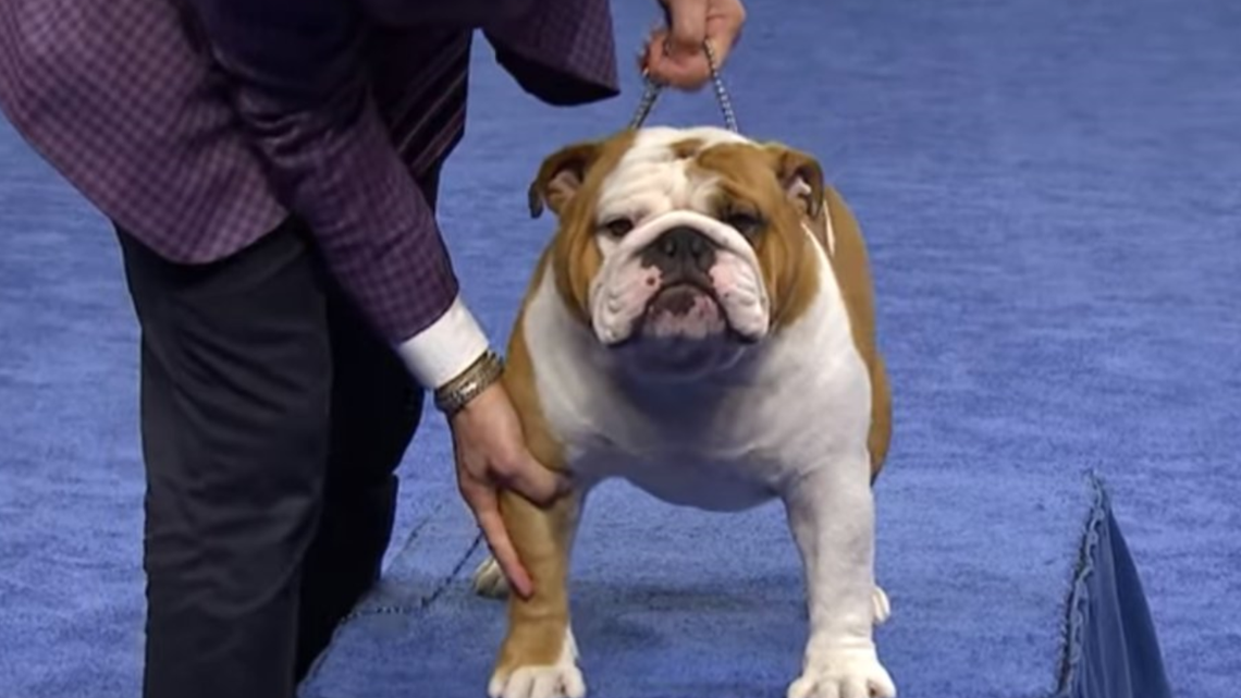 2019 National Dog Show winner is Thor the bulldog
