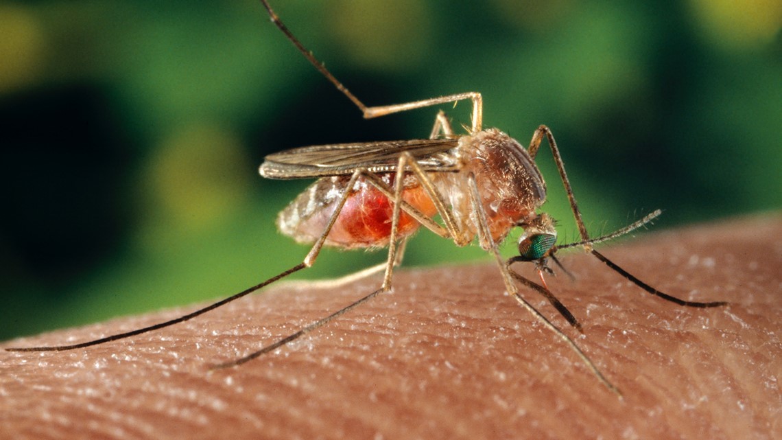 mosquito hitter