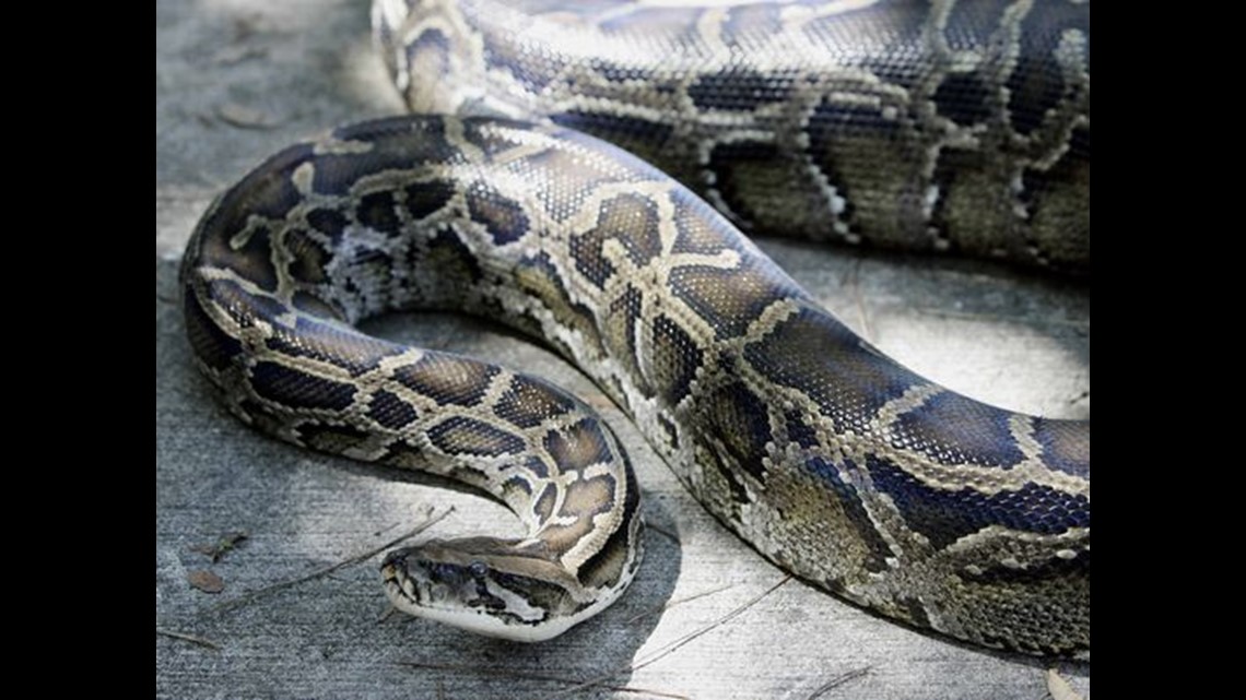 Burmese Python Eating Deer