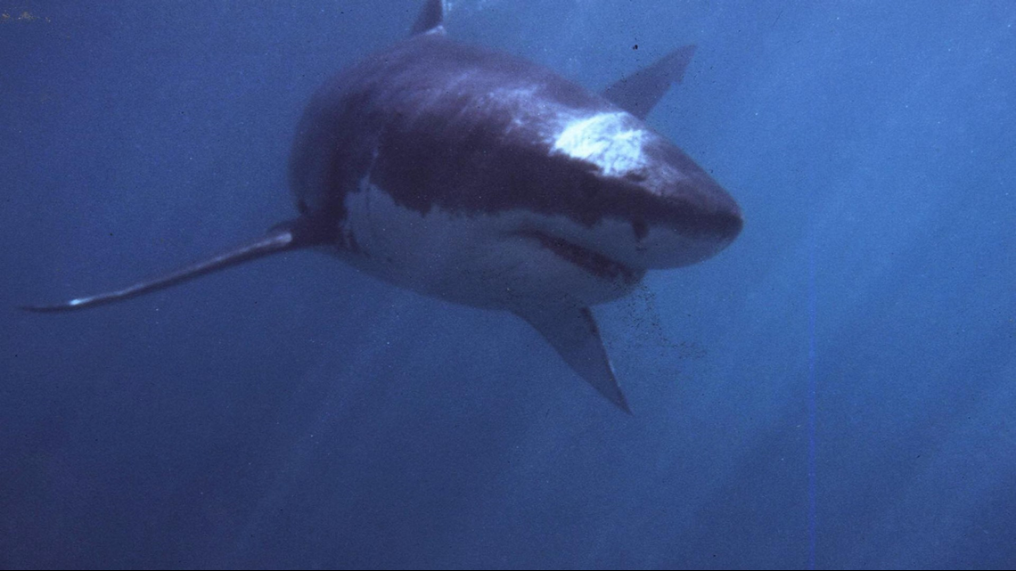 15 great white sharks surround paddleboarders off California | king5.com