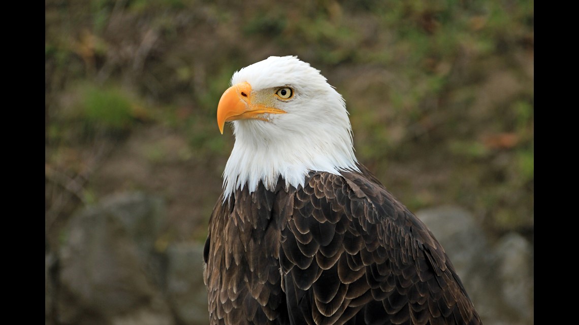 Va. Man Kills Bald Eagle For Hunting Fish In His Pond | King5.com