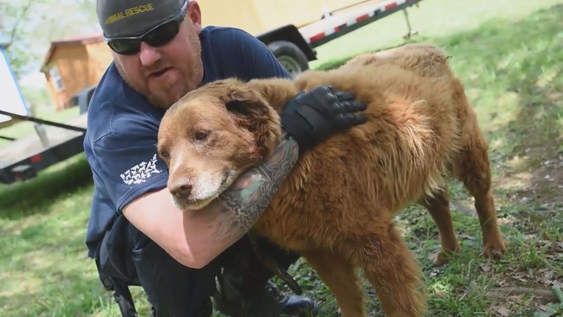 Puppy mill dogs 'feel air on their backs' for first time | king5.com