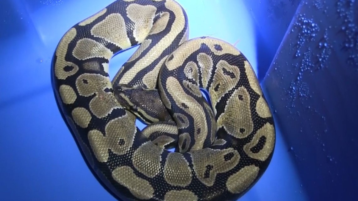 Python surprise: Snake shows up in laundry | king5.com