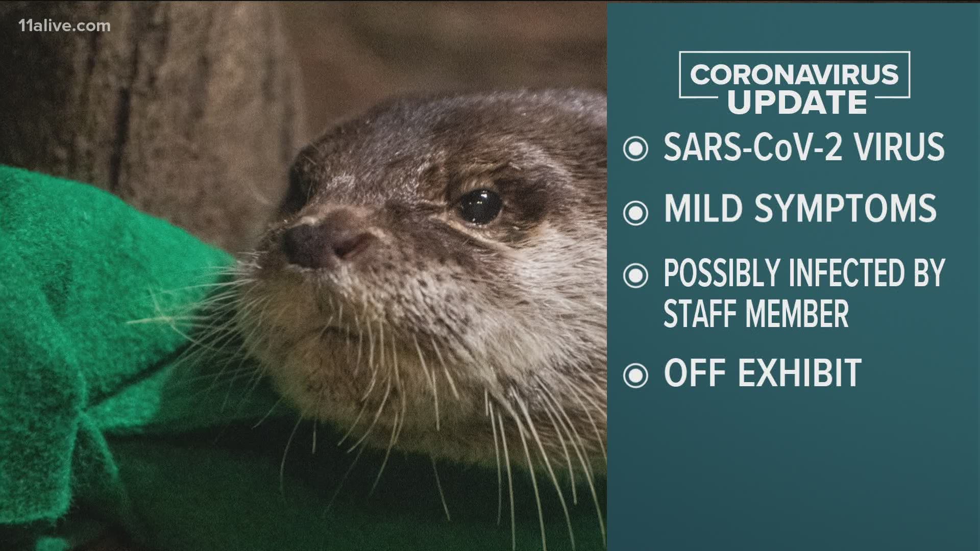 It is suspected that the otters may have acquired the infection from an asymptomatic staff member, the aquarium said.